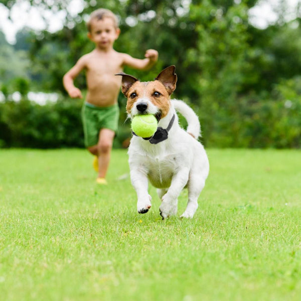 Wireless Electric Dog Fence Pet Boundary Containment System Training Collar Small Medium Large Dogs