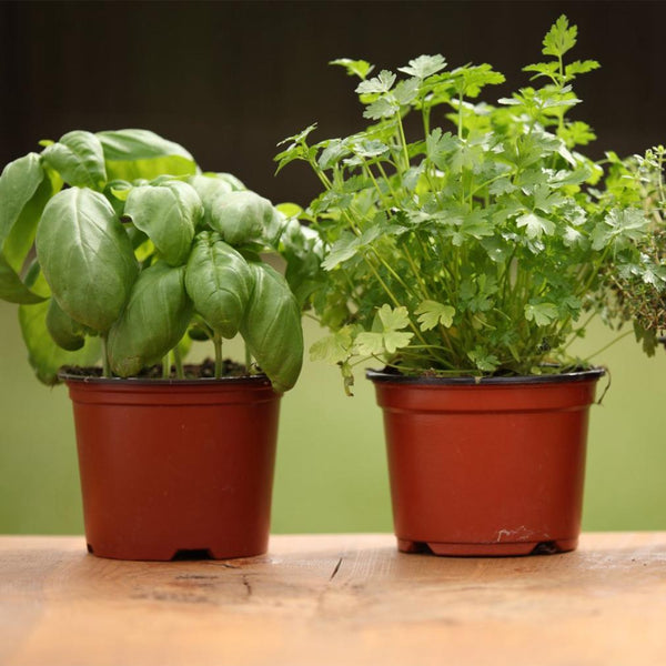 100Pcs Plastic Plant Nursery Pots Garden Seedlings Flower Container Seed Starting Pots 100mm 3.94in