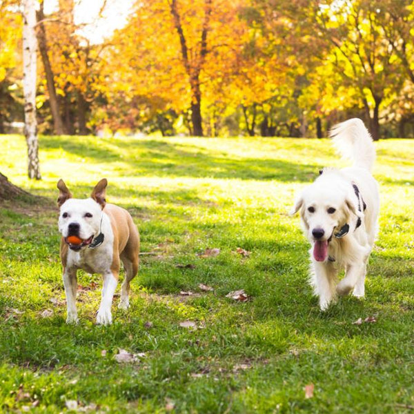 Wireless Electric Dog Fence Pet Boundary Containment System Training Collar Small Medium Large Dogs