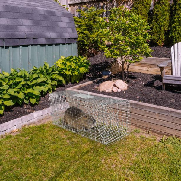 Medium Size Humane Trap Cage Catch Release Live Animal Rodent Cage Collapsible